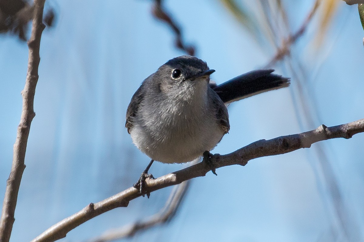 Blue-gray Gnatcatcher - ML82916571