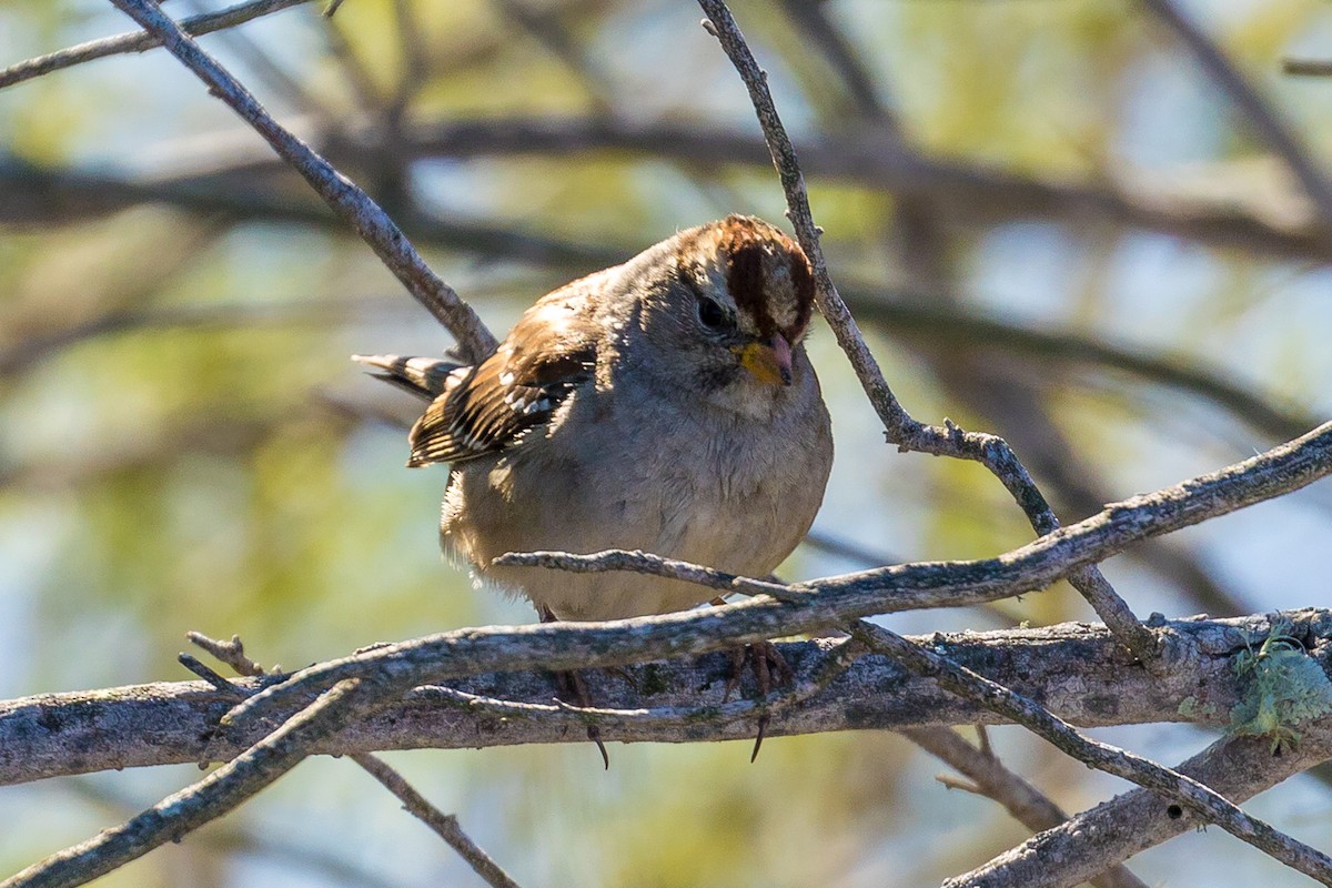 White-crowned Sparrow - ML82916681