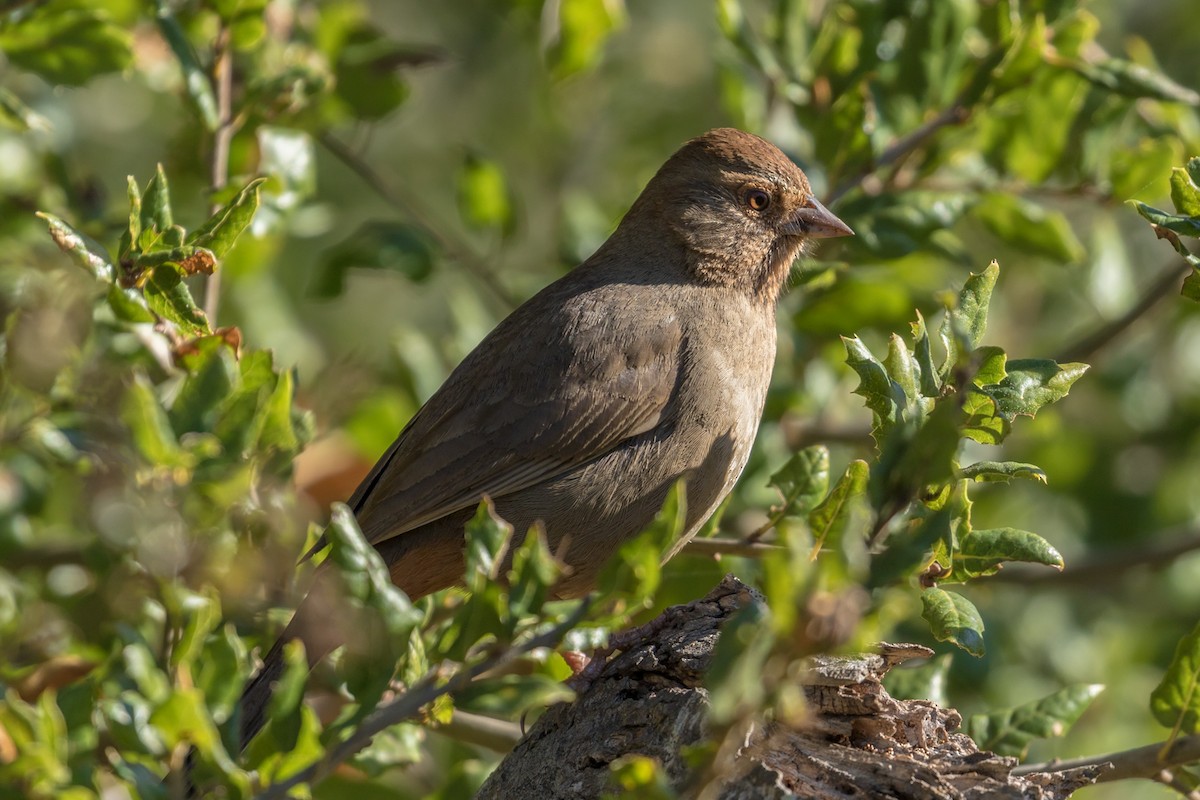 California Towhee - ML82916801