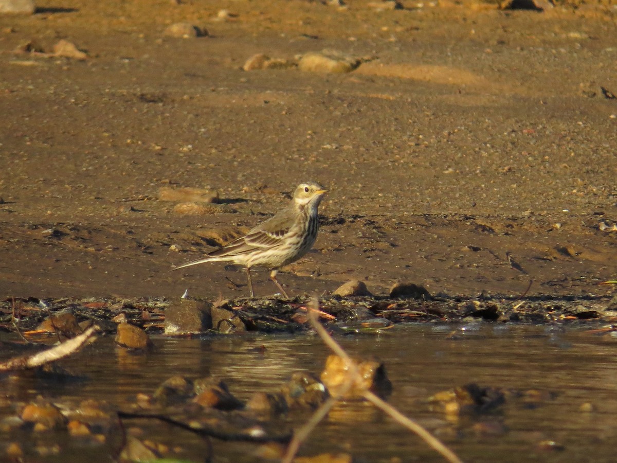 American Pipit - ML82917021