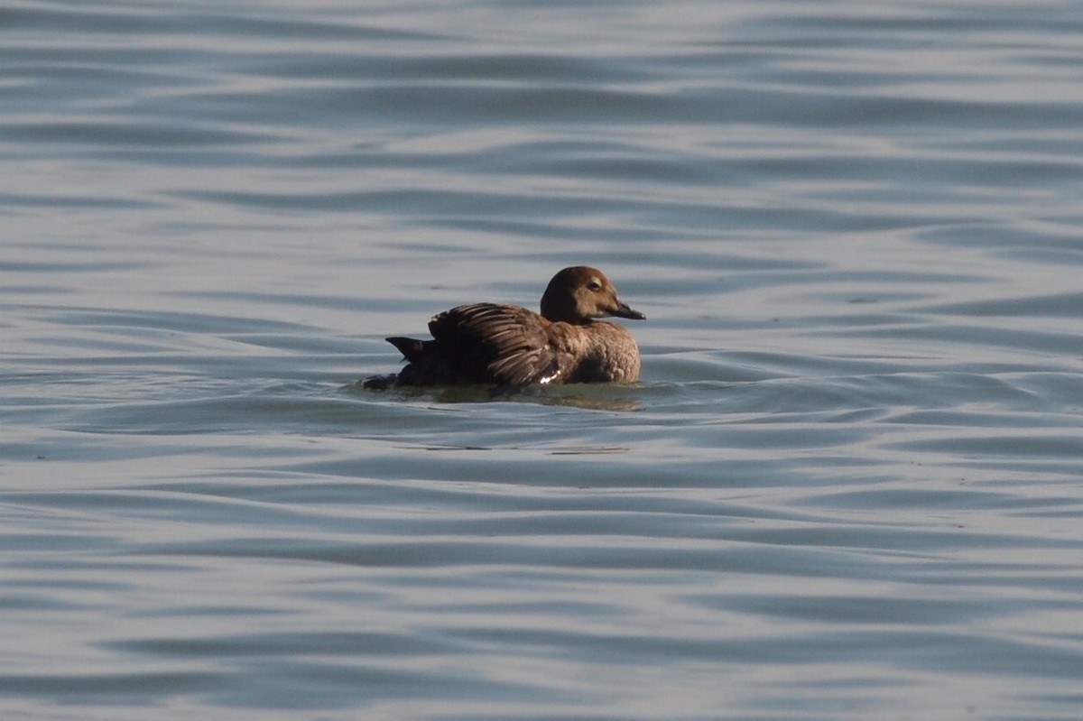 King Eider - Brad Sale