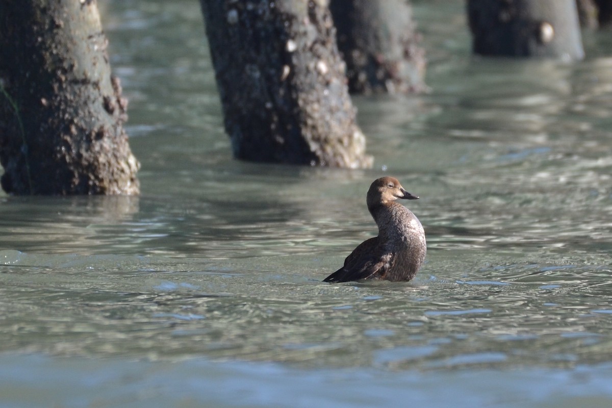 King Eider - Brad Sale