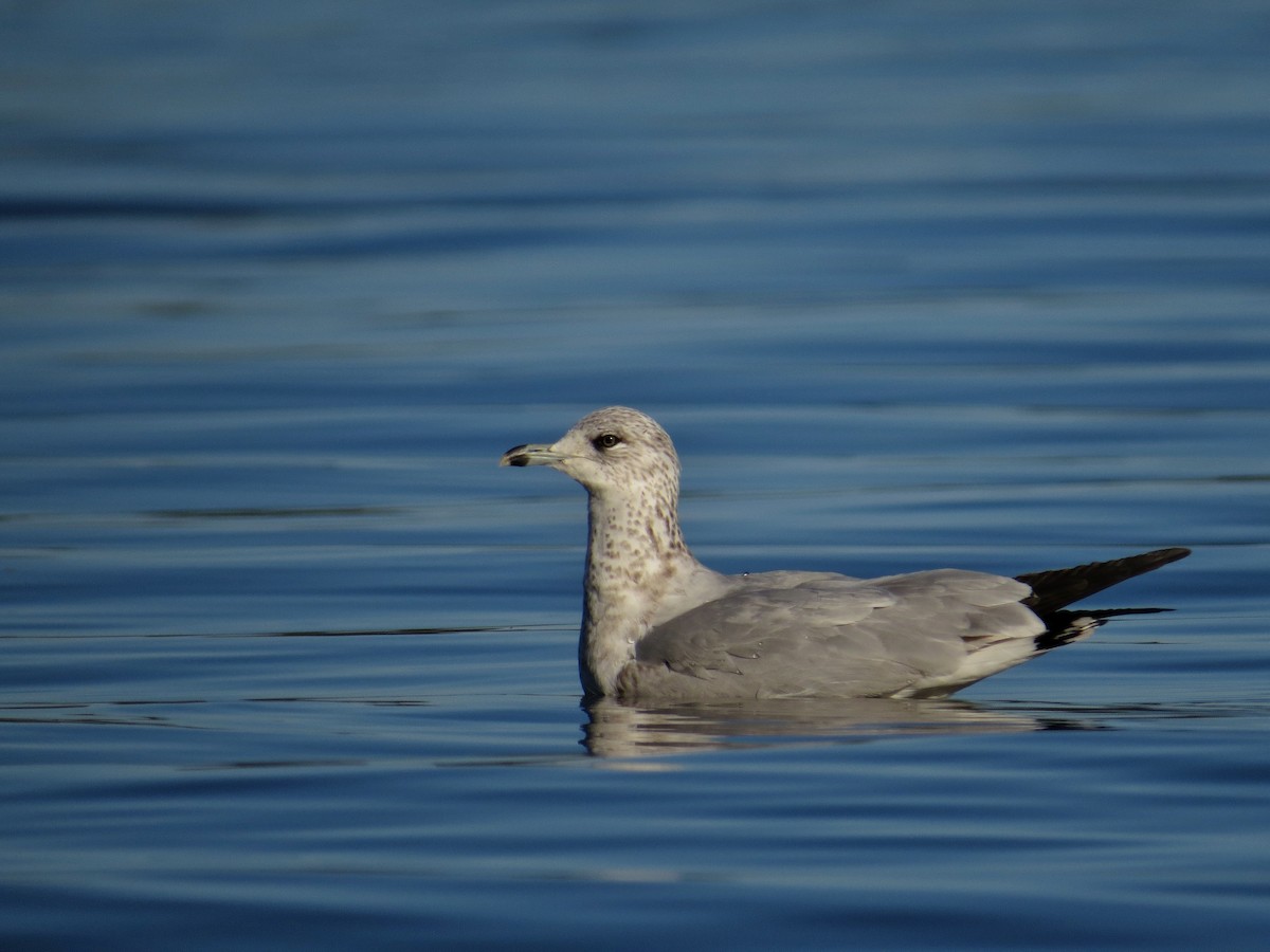 Ring-billed Gull - ML82919331