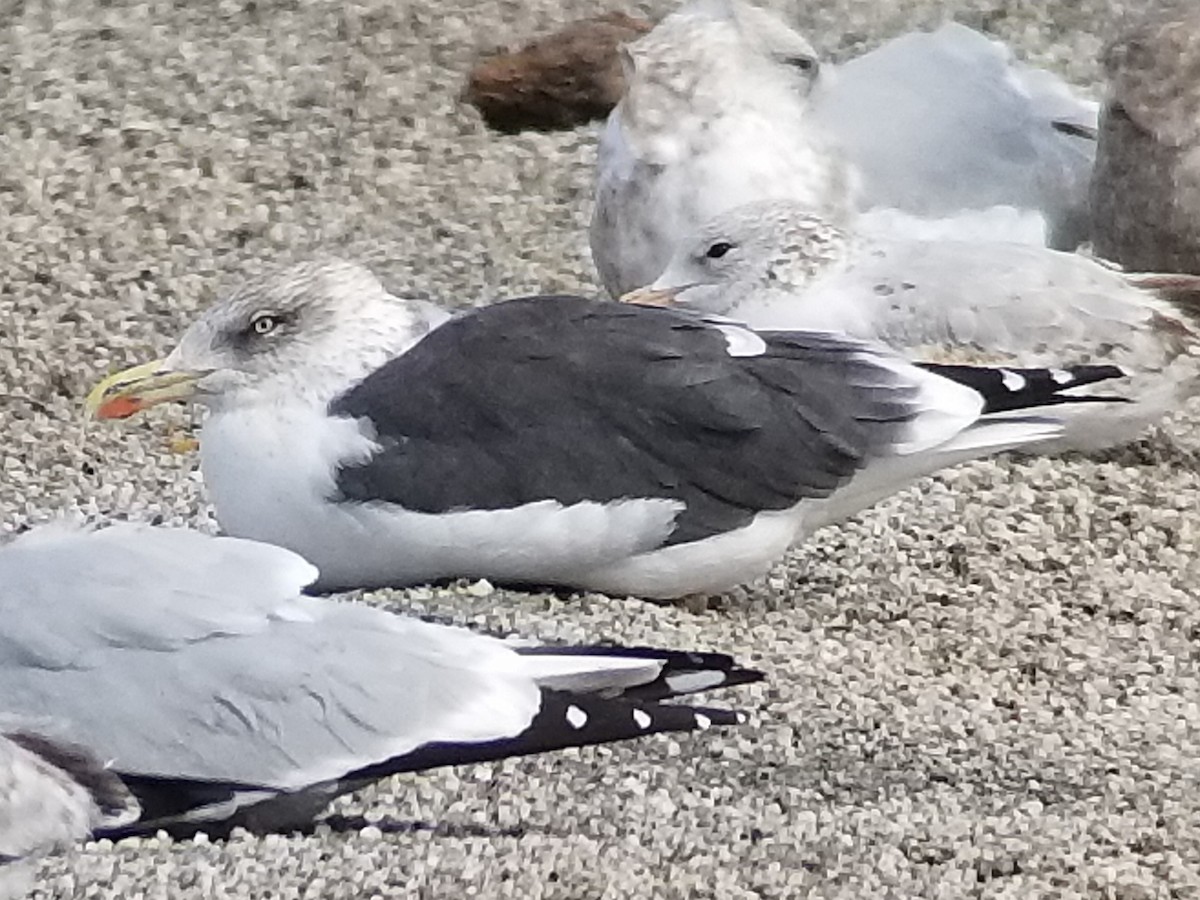 Lesser Black-backed Gull - Bob Miller