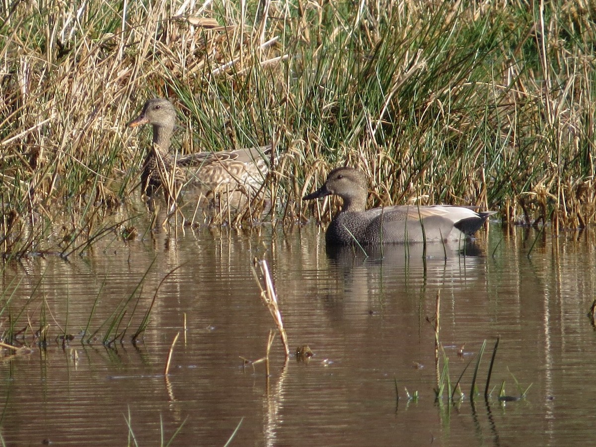 Gadwall - ML82923601