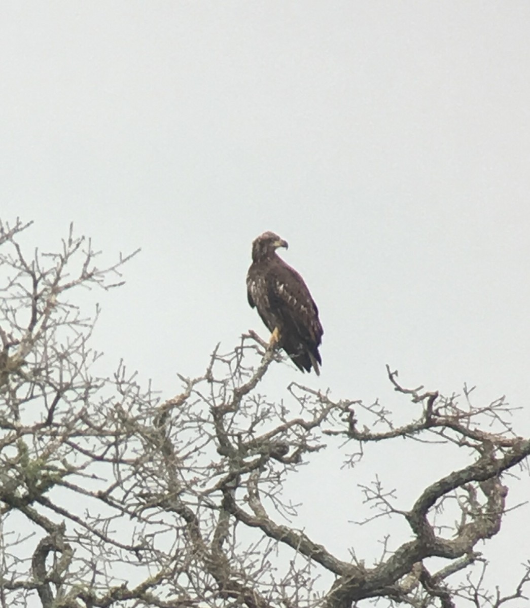 Weißkopf-Seeadler - ML82924541