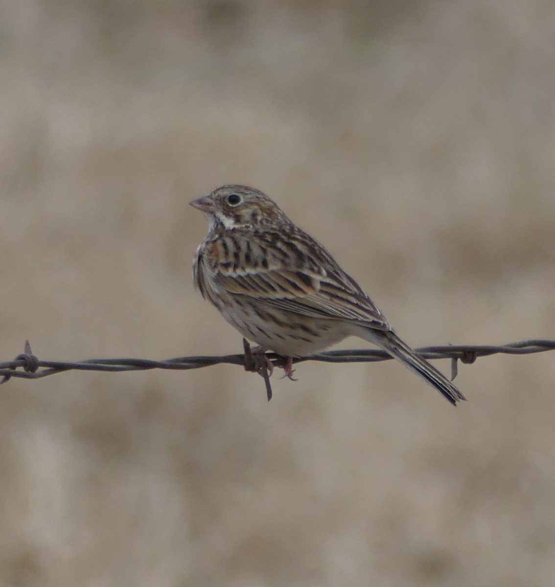 Vesper Sparrow - ML82924801