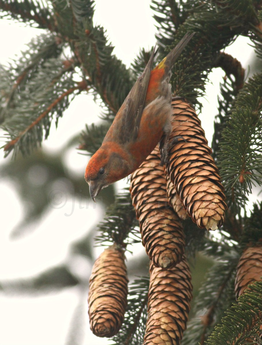 Red Crossbill - Jim Edlhuber