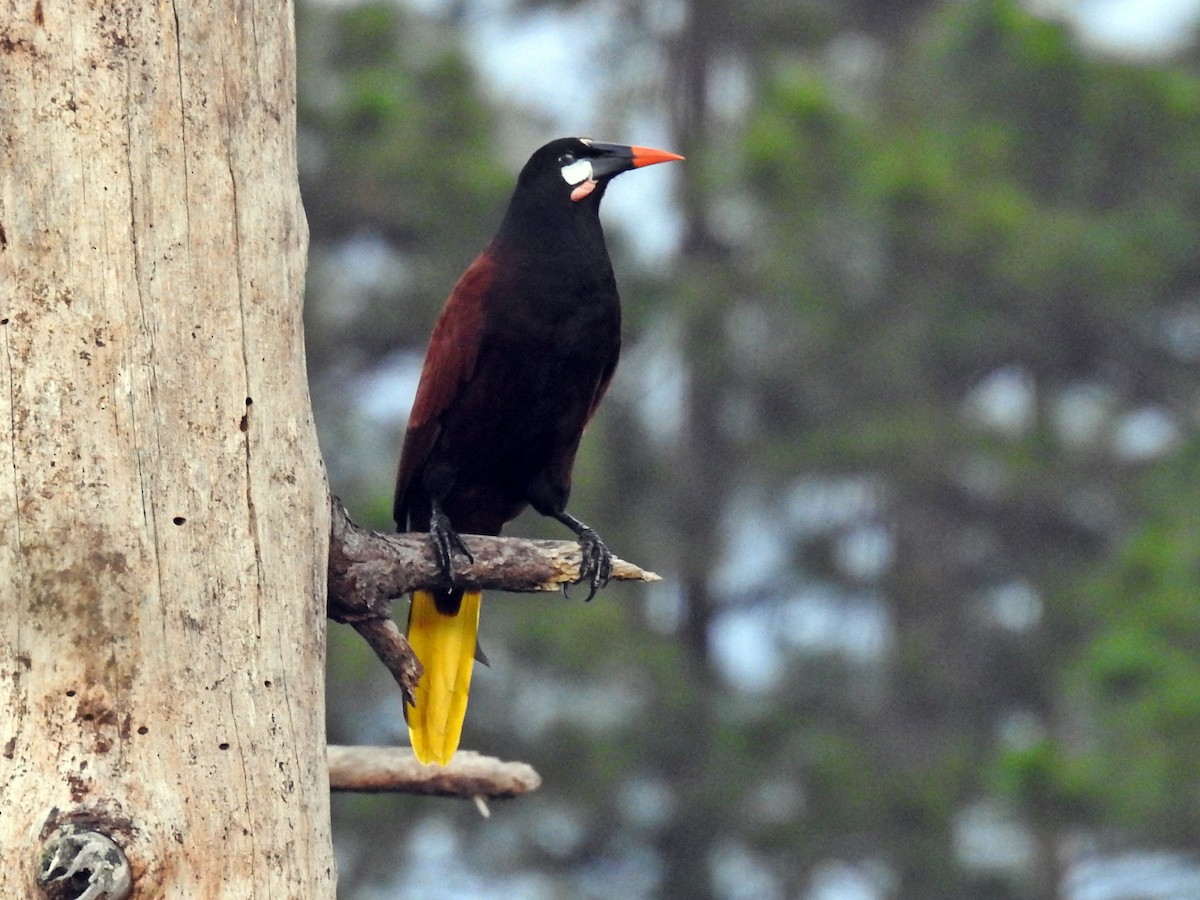 Montezuma Oropendola - ML82927541