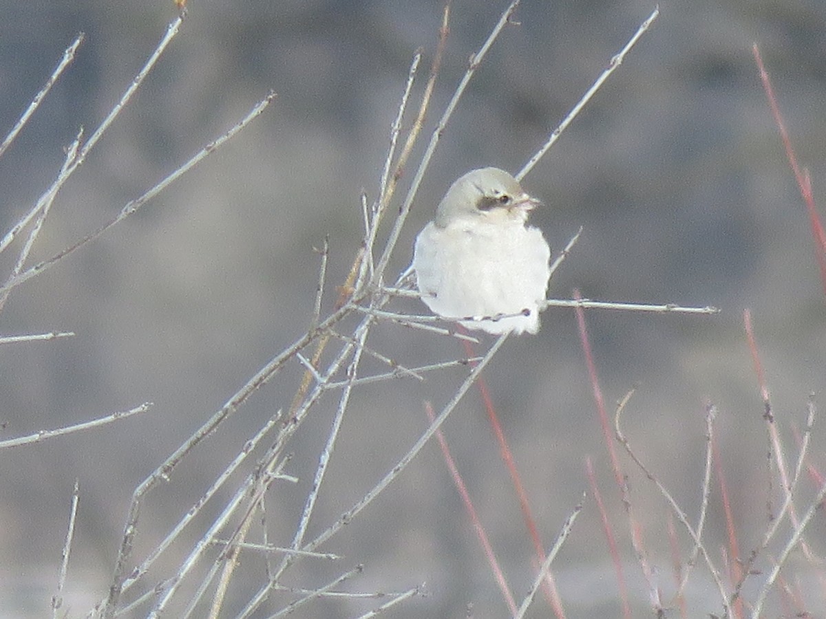 Northern Shrike - ML82927871