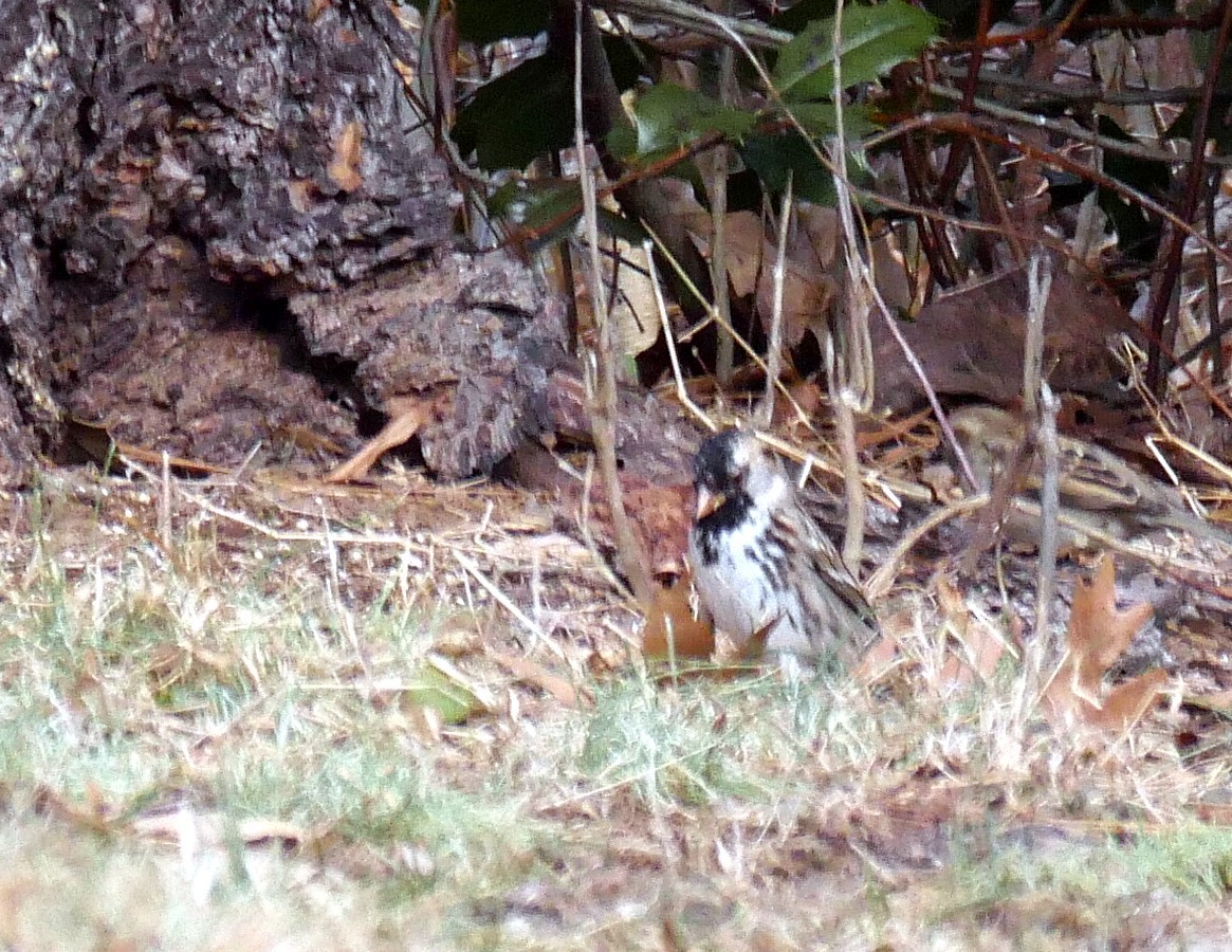 Bruant à face noire - ML82927911