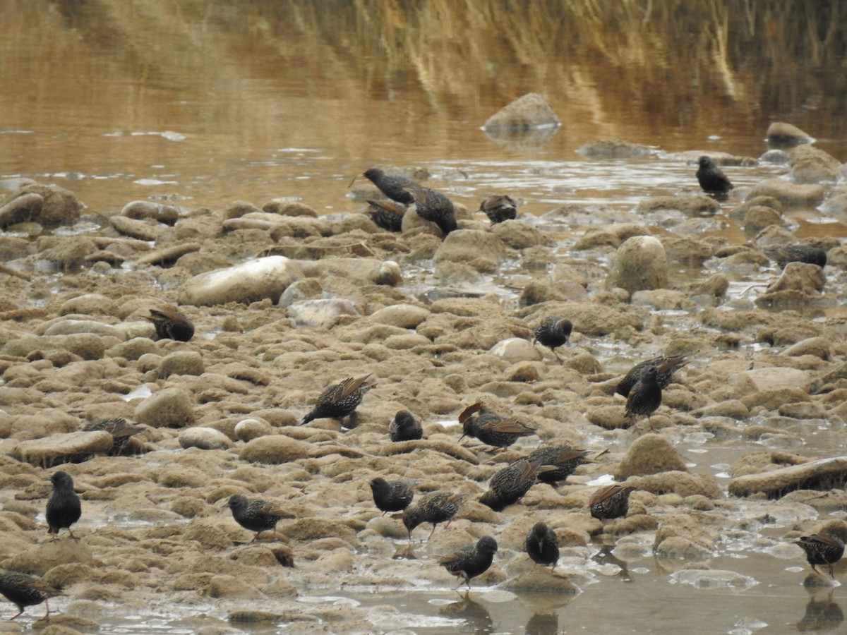 Хар тодол - ML82928011