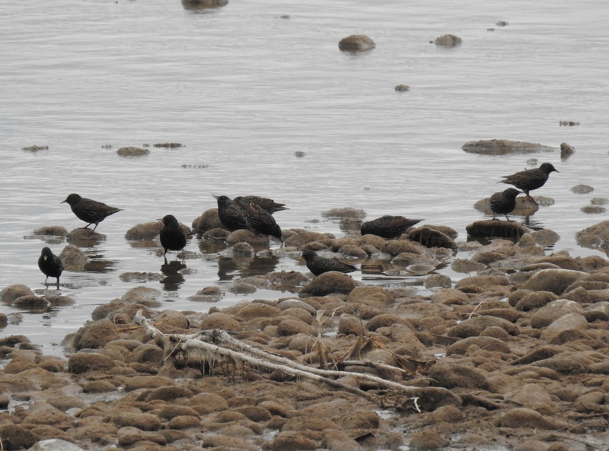 Хар тодол - ML82928091