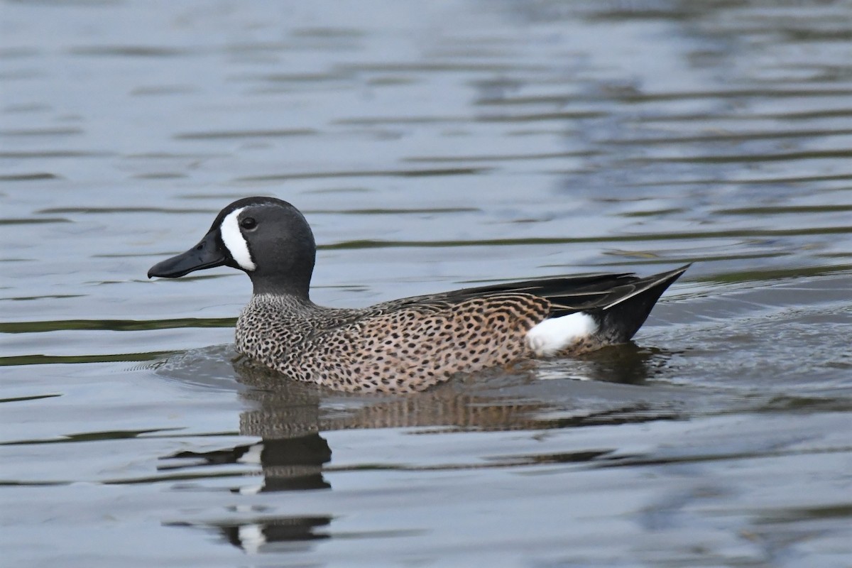 Blue-winged Teal - birdclub newprovidence