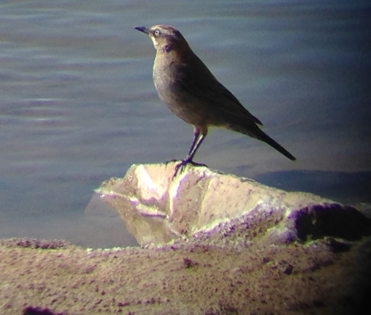 Rusty Blackbird - ML82930901