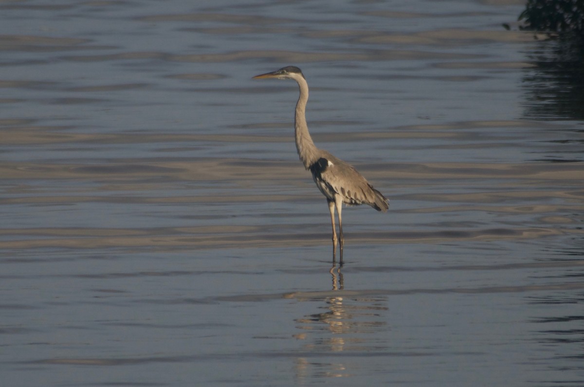 Great Blue x Cocoi Heron (hybrid) - Jan Cubilla