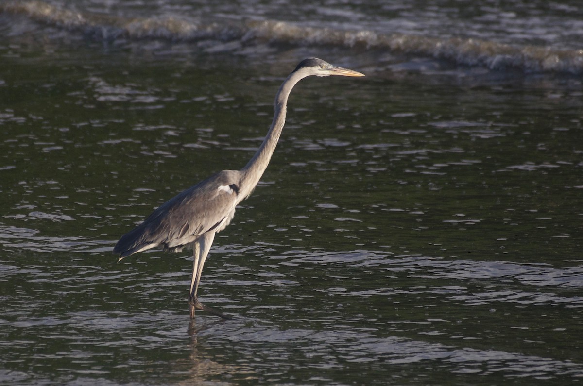 Great Blue x Cocoi Heron (hybrid) - Jan Cubilla