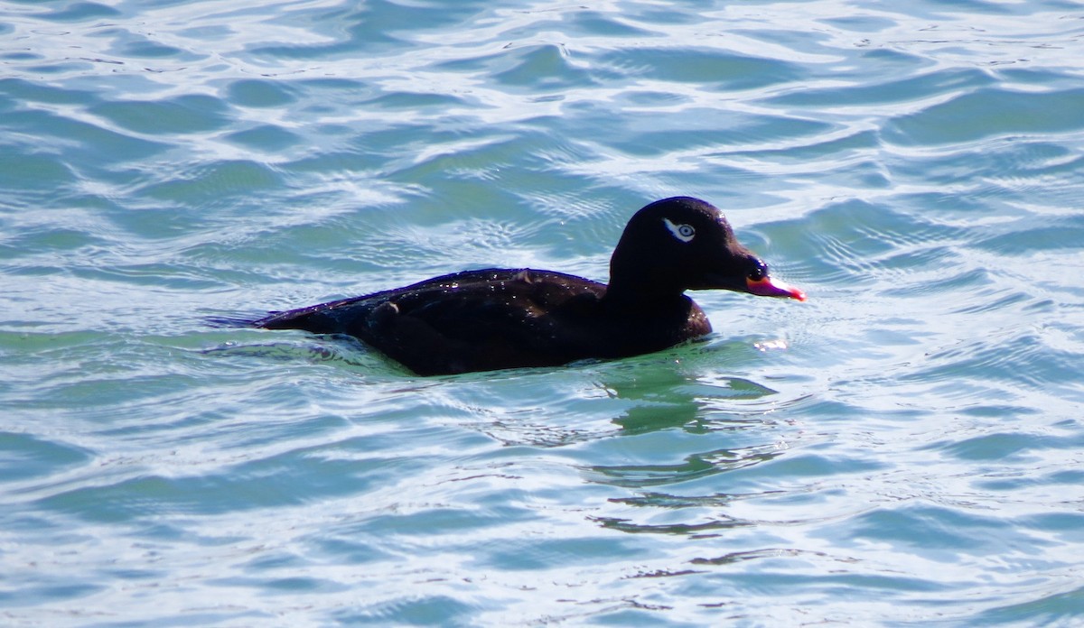 White-winged Scoter - Petra Clayton