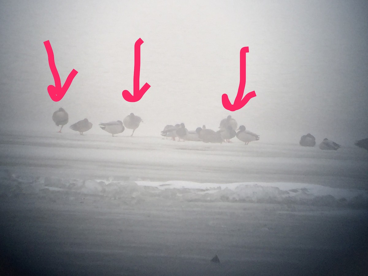 Greater White-fronted Goose - ML82932971
