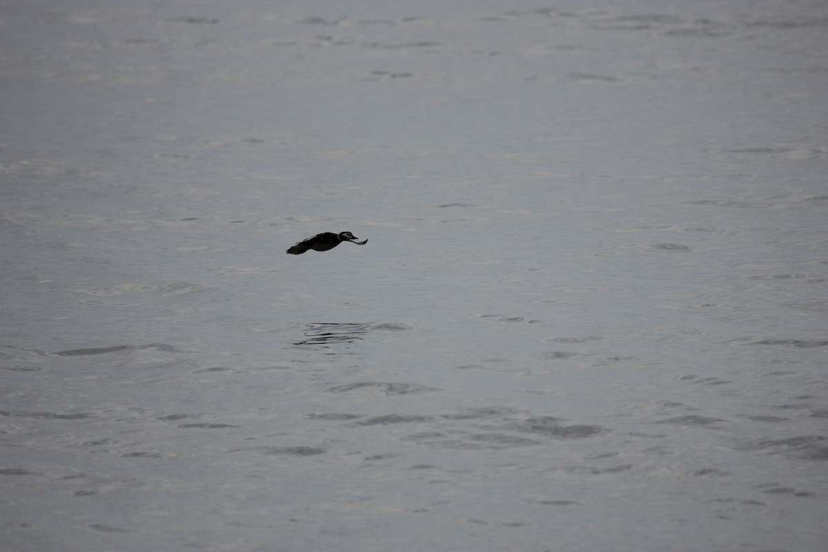 Long-tailed Duck - ML82935981