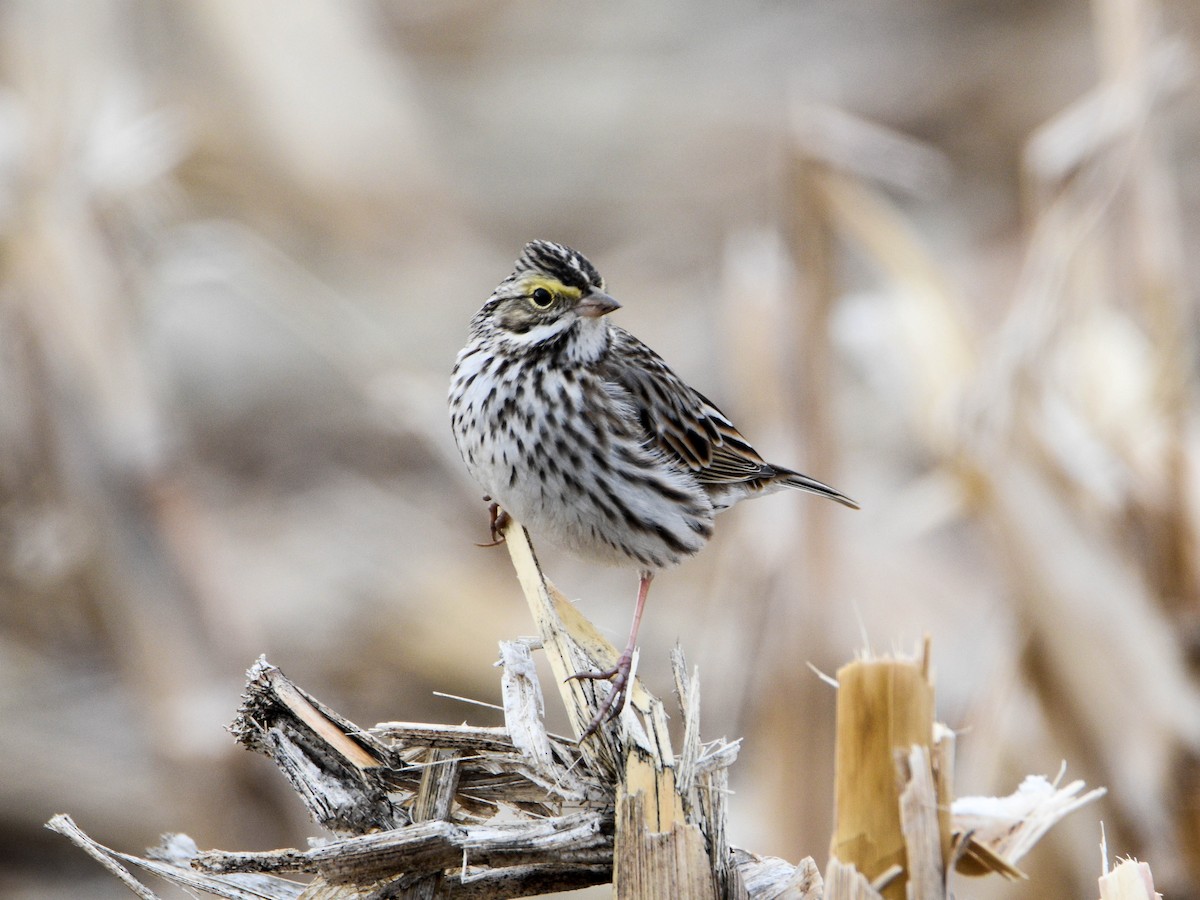 Savannah Sparrow - ML82936291