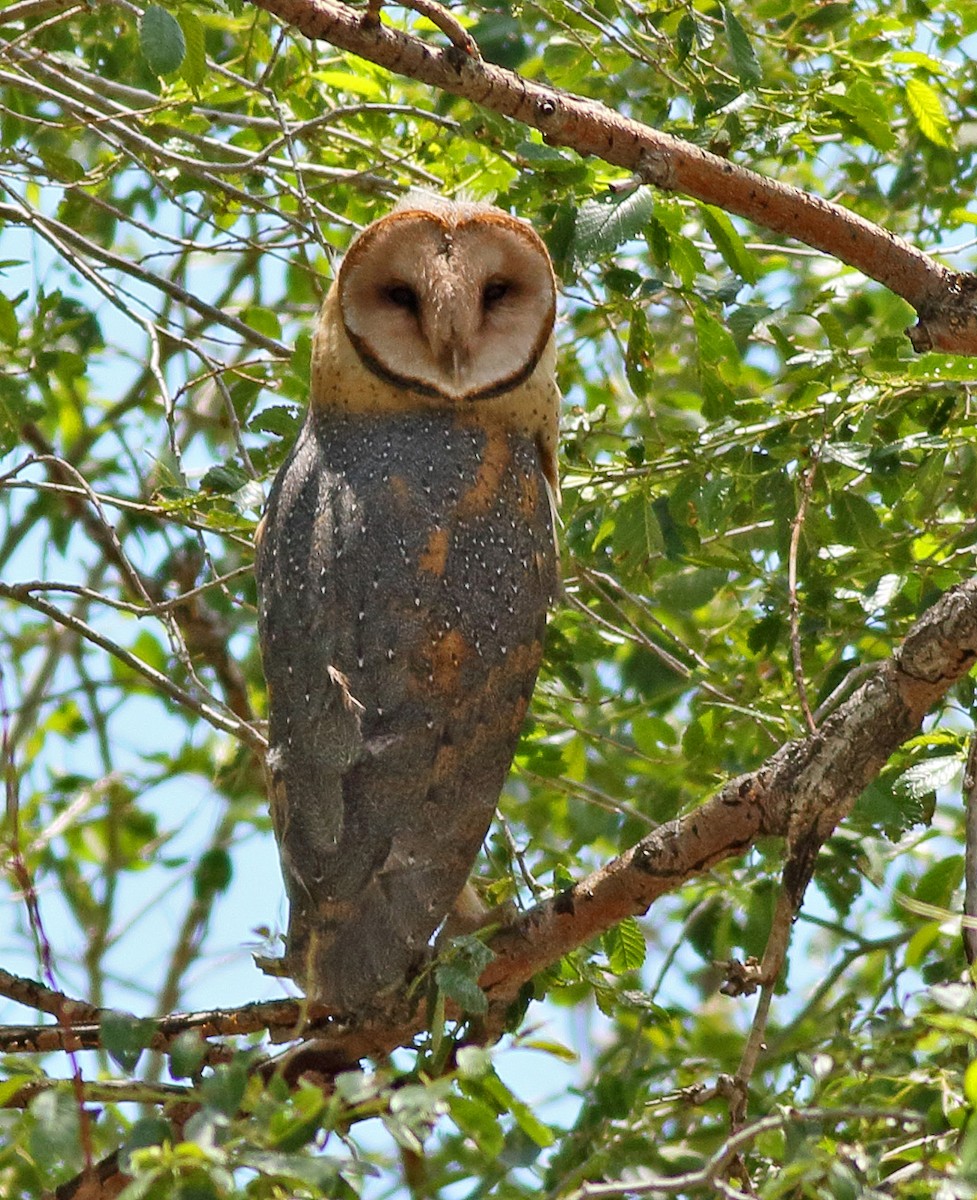 American Barn Owl - ML82936621