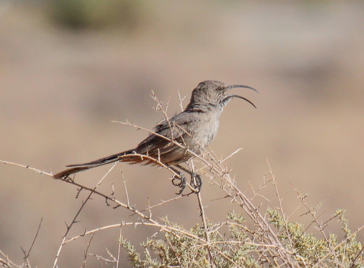 Crissal Thrasher - ML82938101