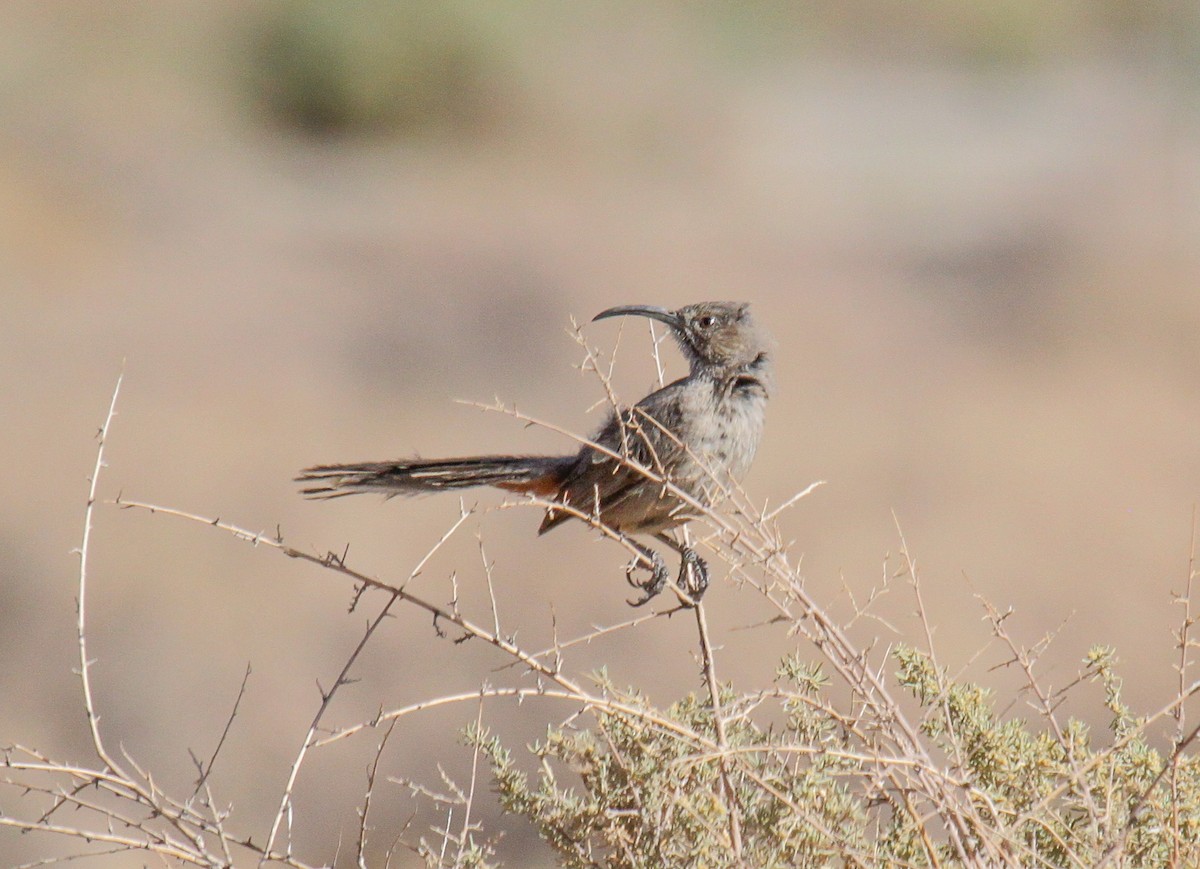 Crissal Thrasher - ML82938111