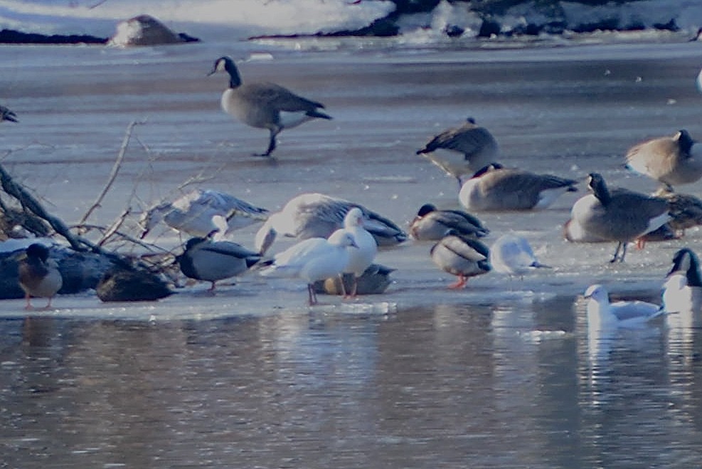 Ross's Goose - Stephen Broker