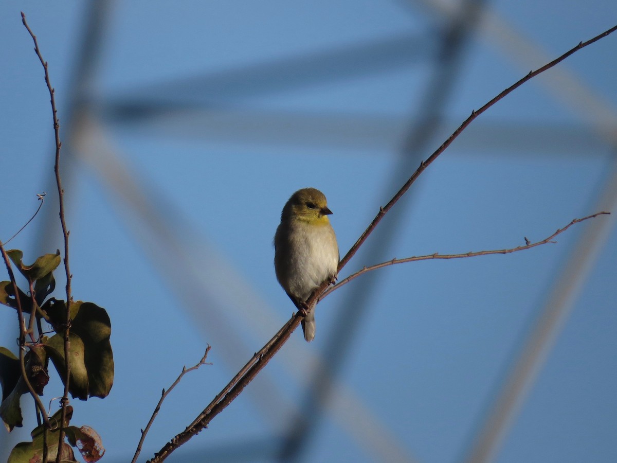 American Goldfinch - ML82942031