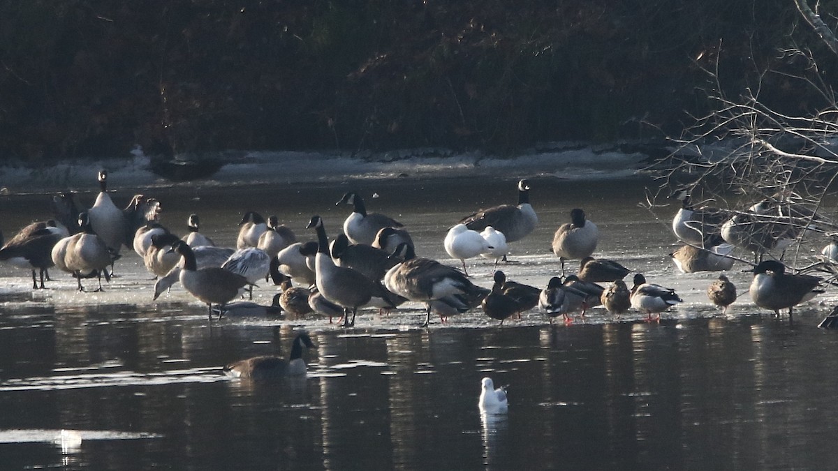 Ross's Goose - ML82944261