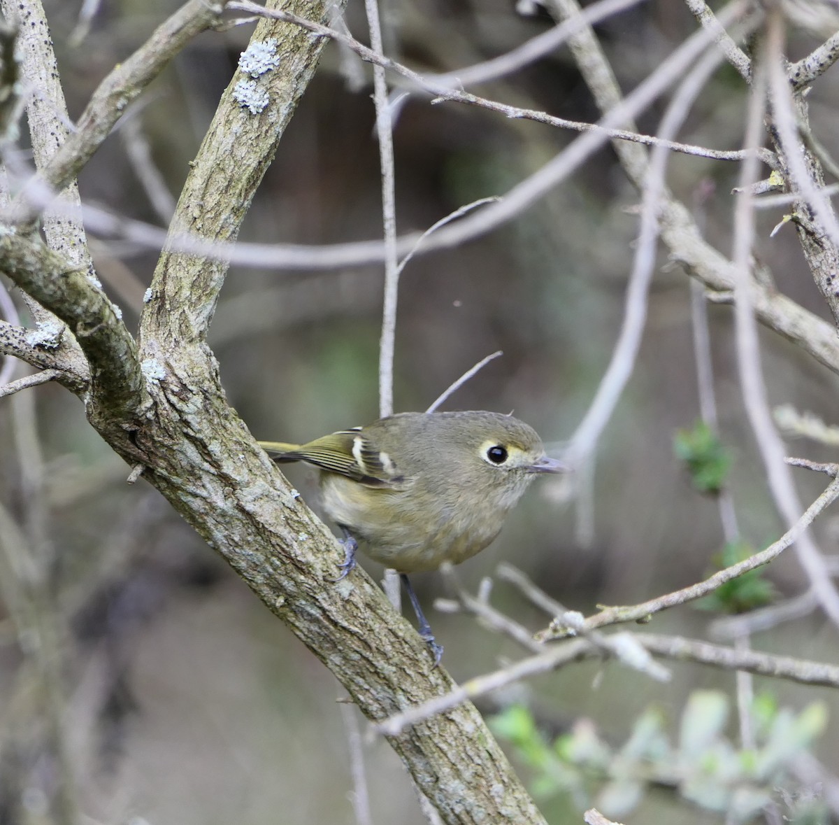 Hutton's Vireo - ML82945051