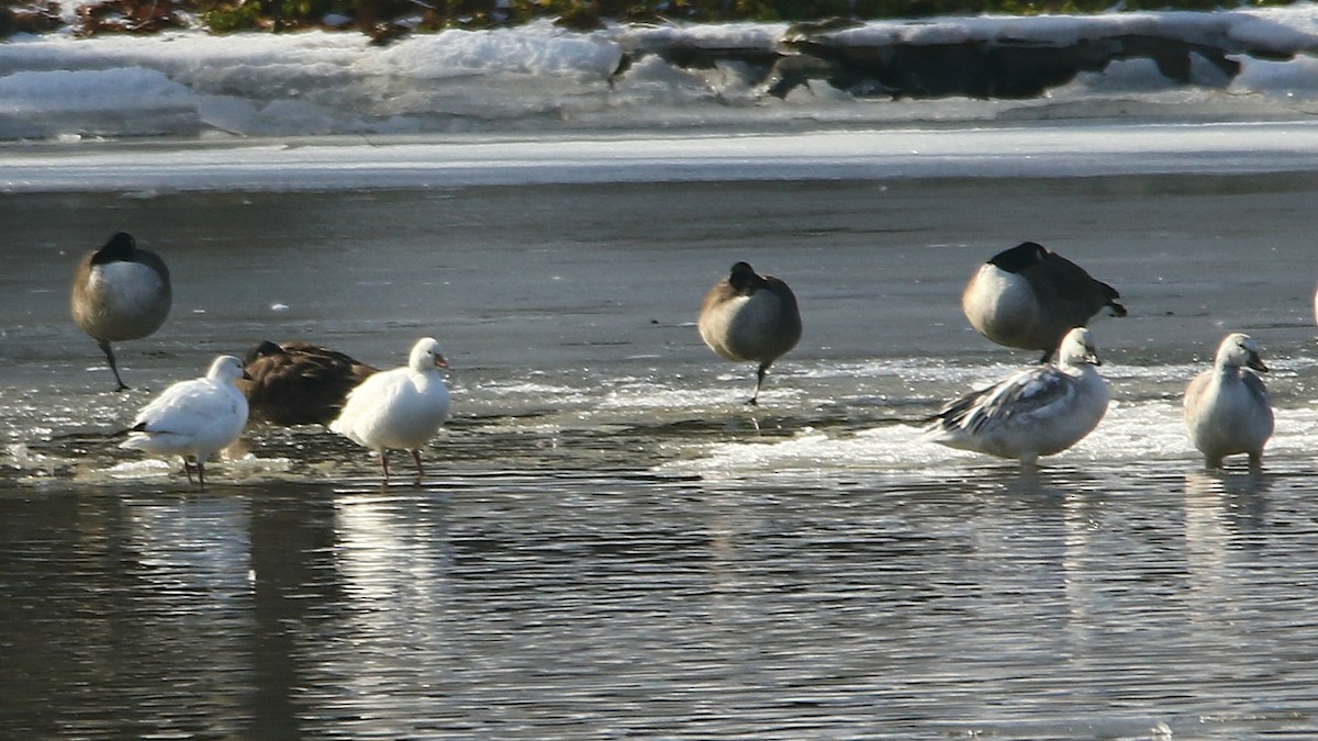 Ross's Goose - ML82946041