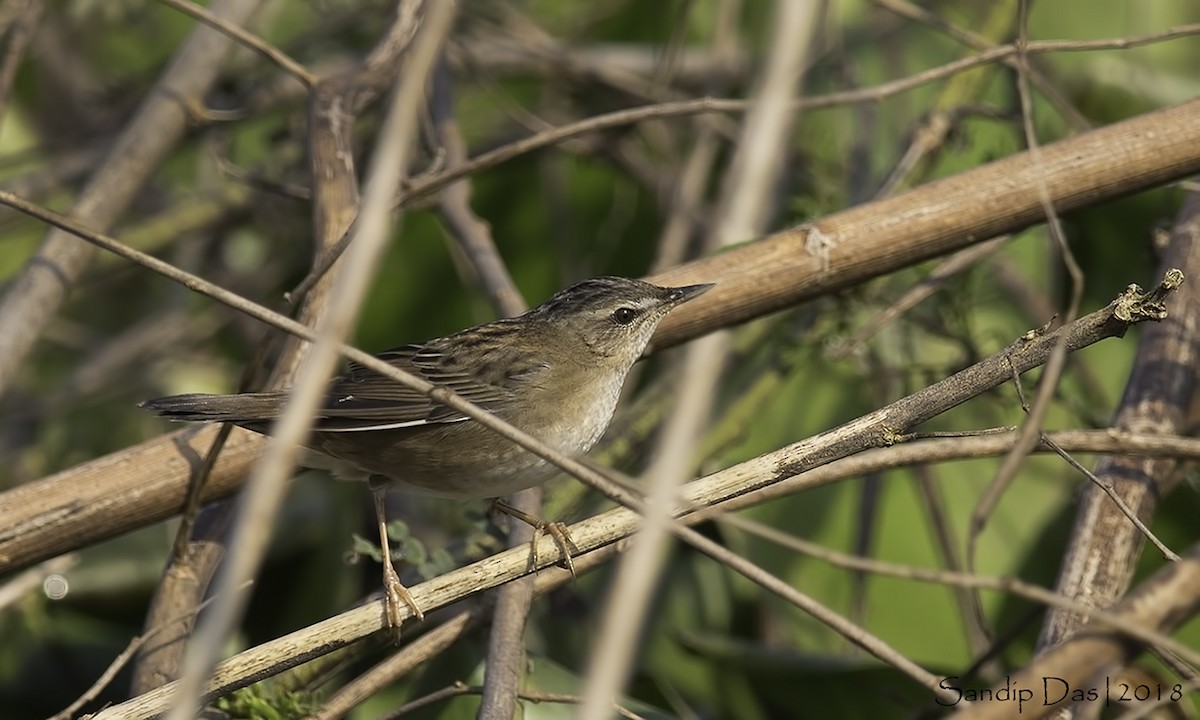 Pallas's Grasshopper Warbler - ML82946951