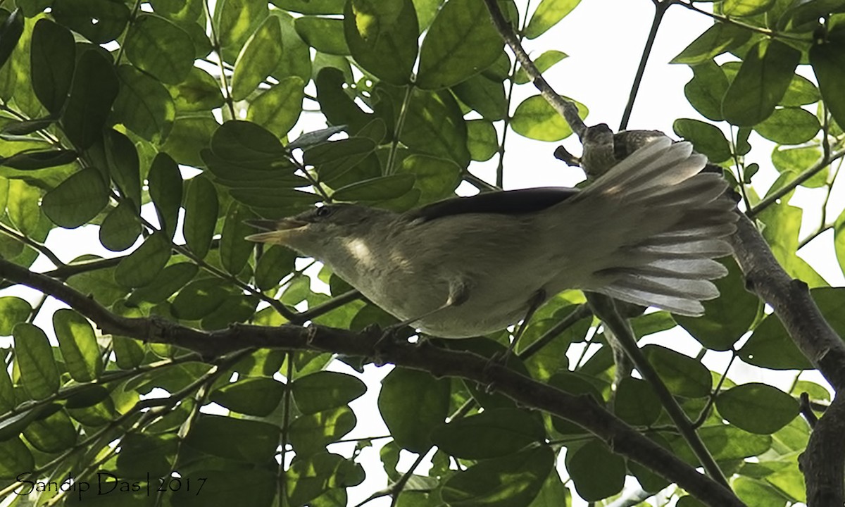 Large-billed Reed Warbler - Sandip Das