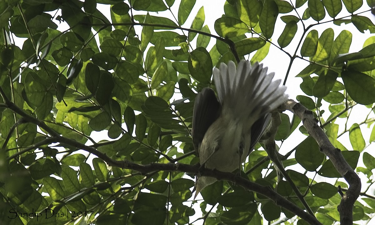 Large-billed Reed Warbler - ML82947661