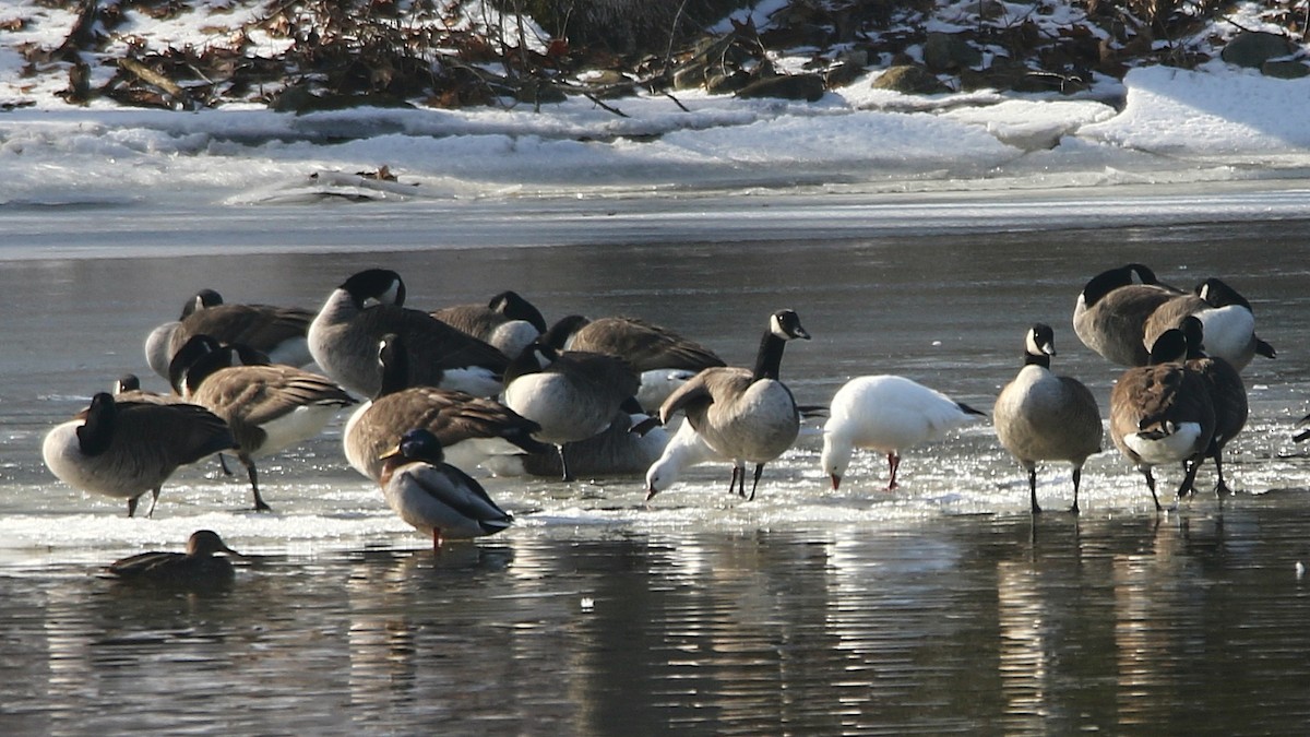 Ross's Goose - ML82947731