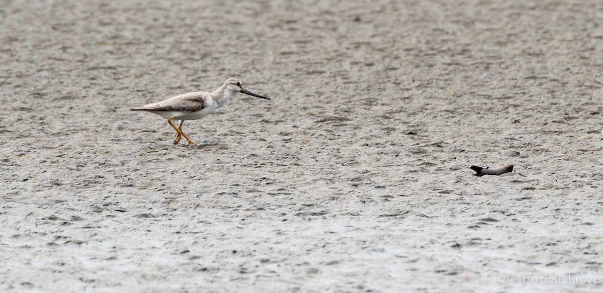 Terek Sandpiper - ML82948761