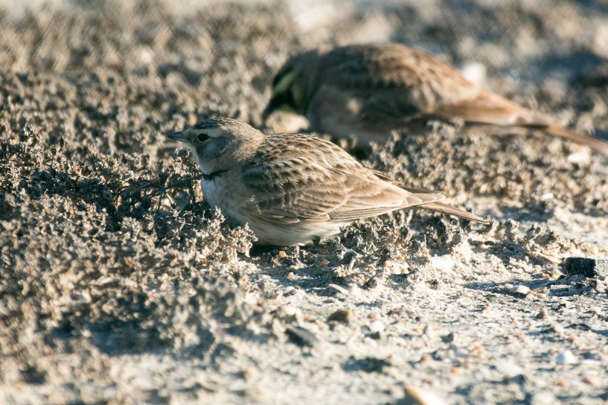 Horned Lark - ML82950211