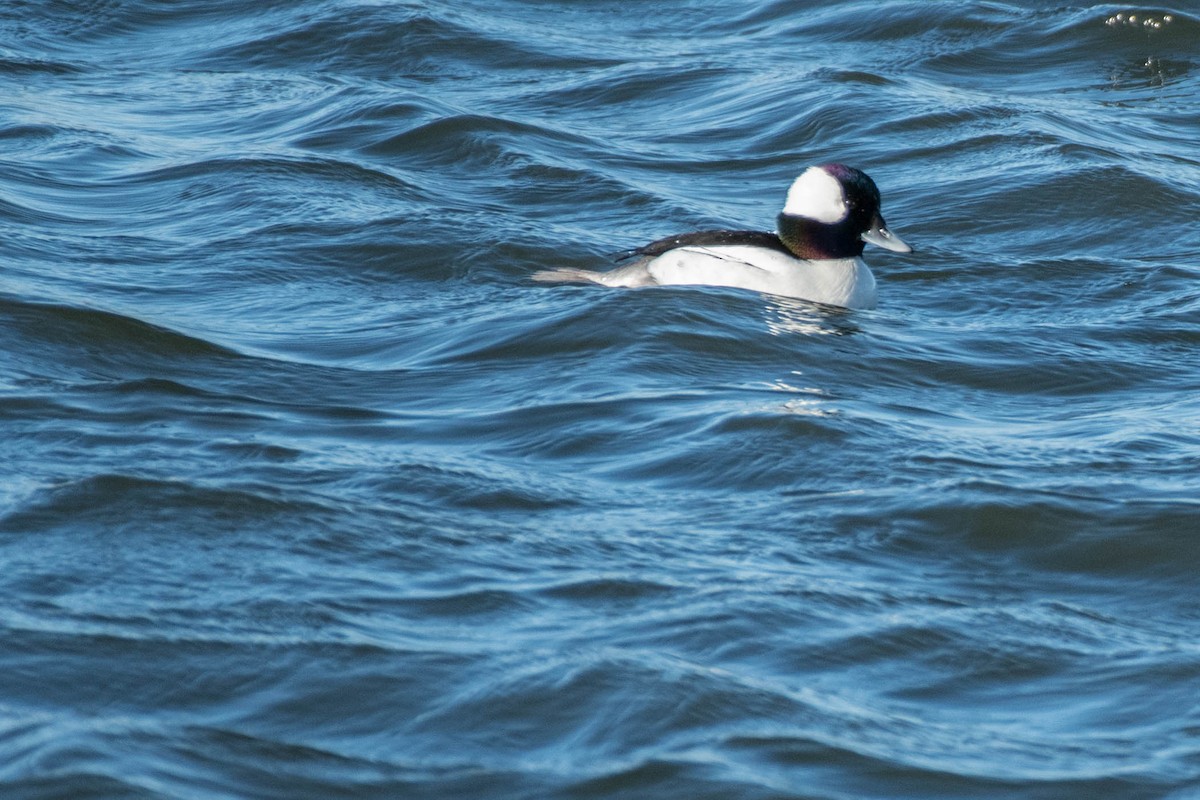 Bufflehead - ML82950971