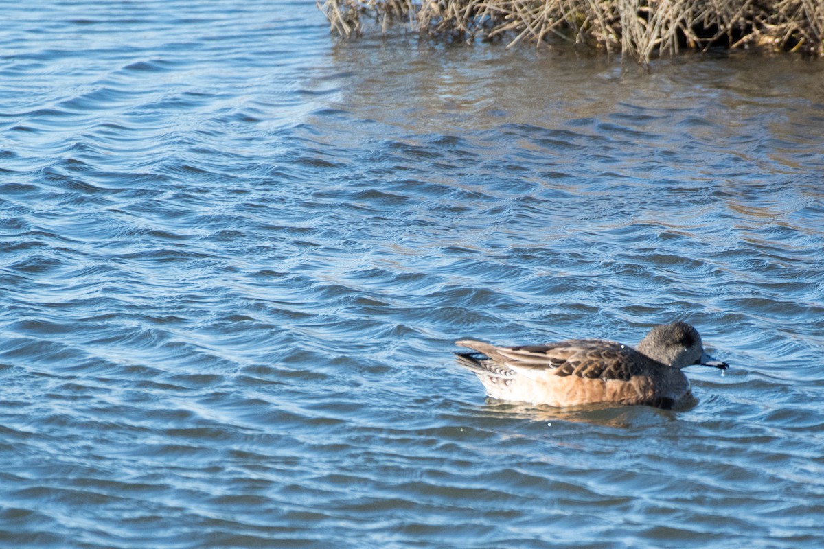 American Wigeon - ML82951371