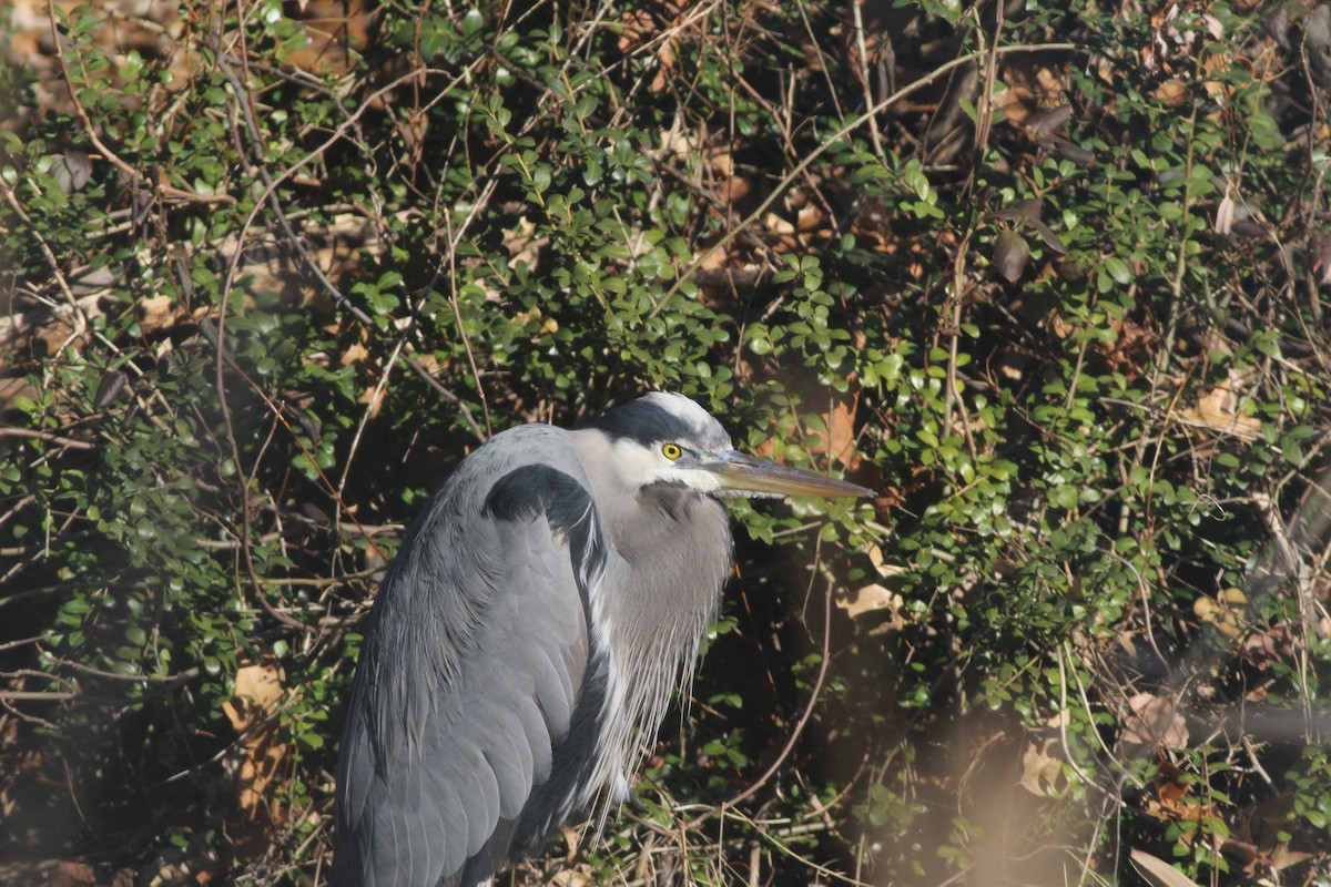 Great Blue Heron (Great Blue) - ML82951531