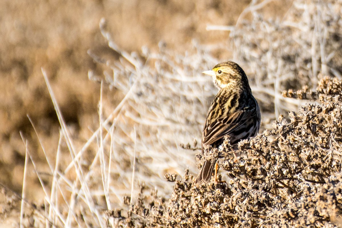 Savannah Sparrow (Belding's) - ML82951571