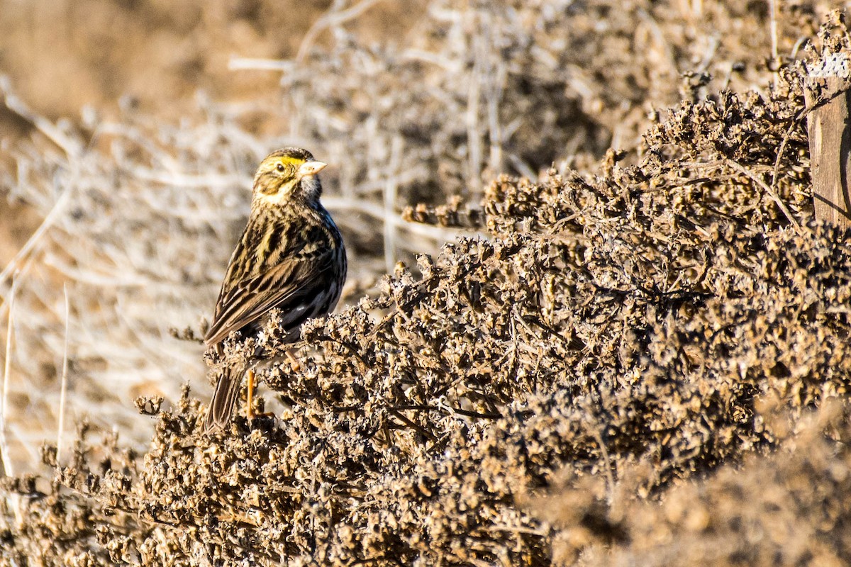 Savannah Sparrow (Belding's) - ML82951581