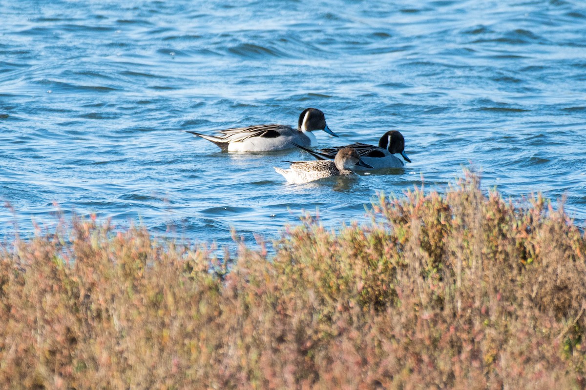 Northern Pintail - ML82951771