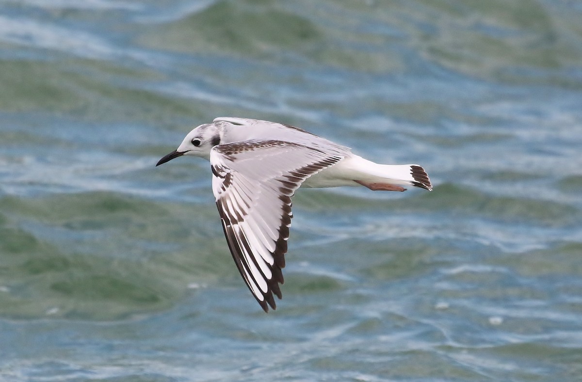 Bonaparte's Gull - ML82952181