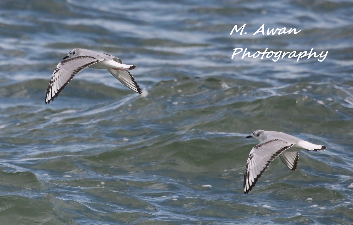 Bonaparte's Gull - ML82952201