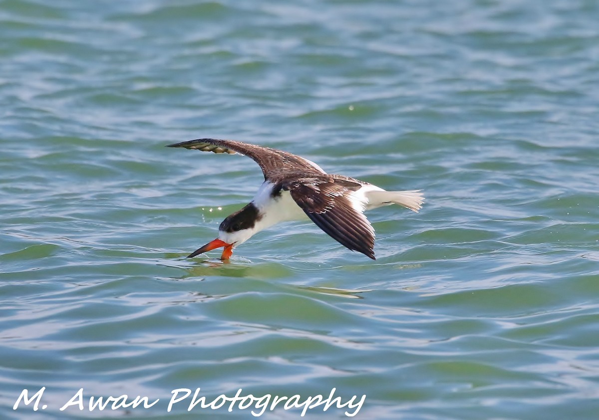 Black Skimmer - ML82952271