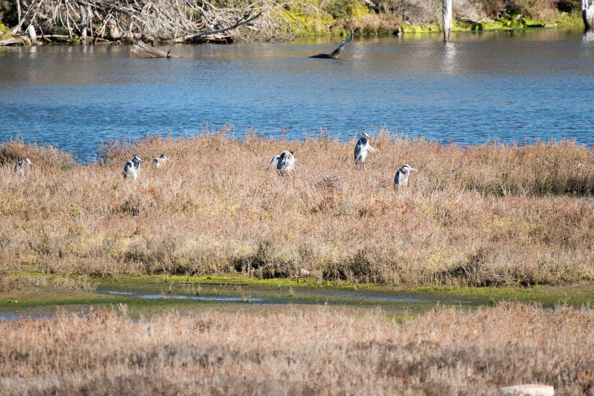 Great Blue Heron - ML82952711