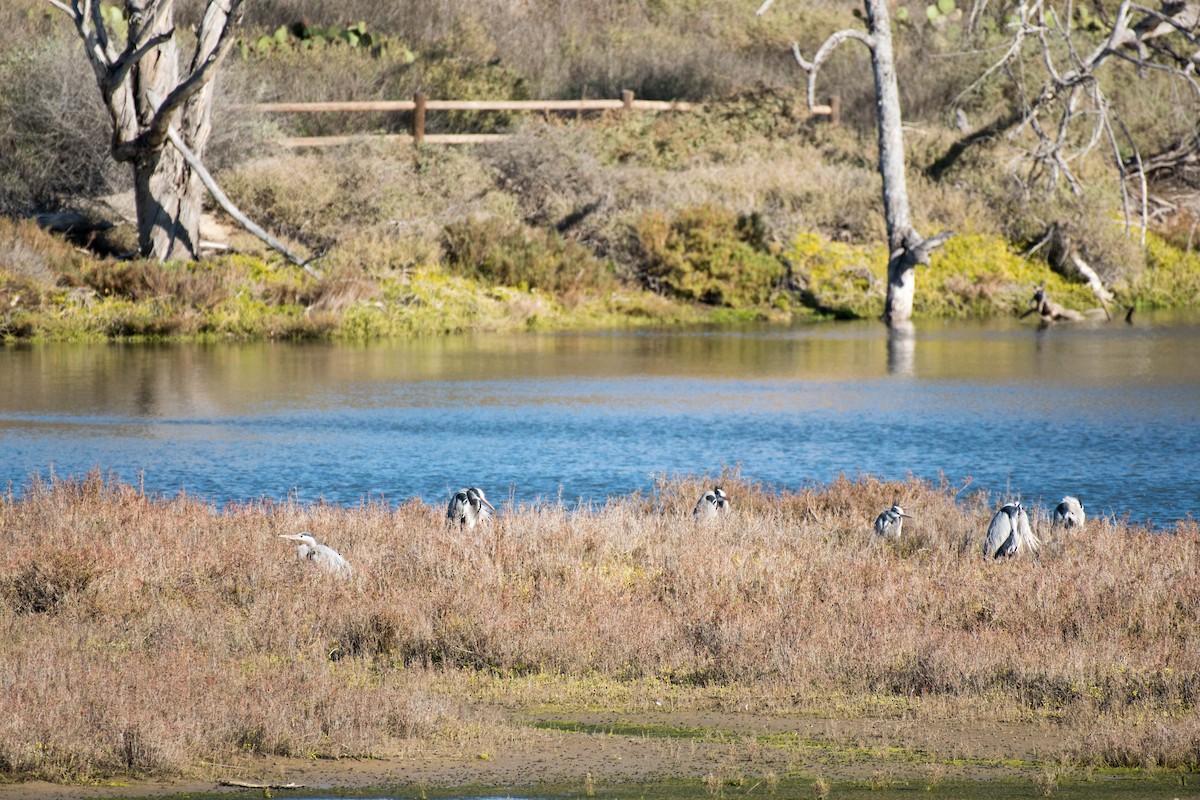 Great Blue Heron - ML82952731